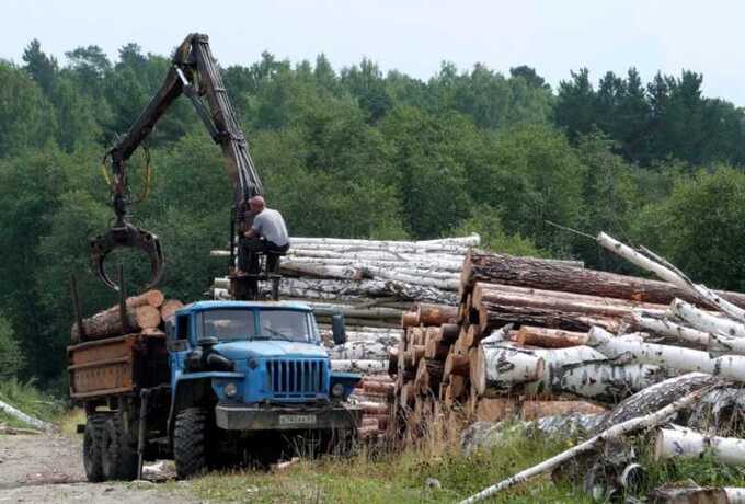 Из-за промедлений Минприроды Свердловская область теряет сотни миллионов на лесном хозяйстве
