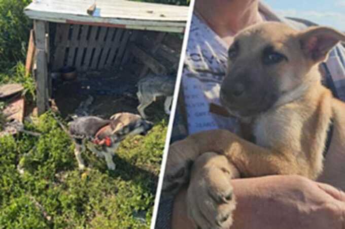 В Подмосковье нашли ферму, где вьетнамцы разводили собак на мясо